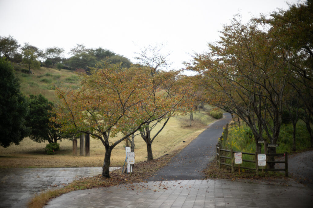 Voigtlander (フォクトレンダー) NOKTON 50mm F1.1 VM（ライカM用） 　α7R4