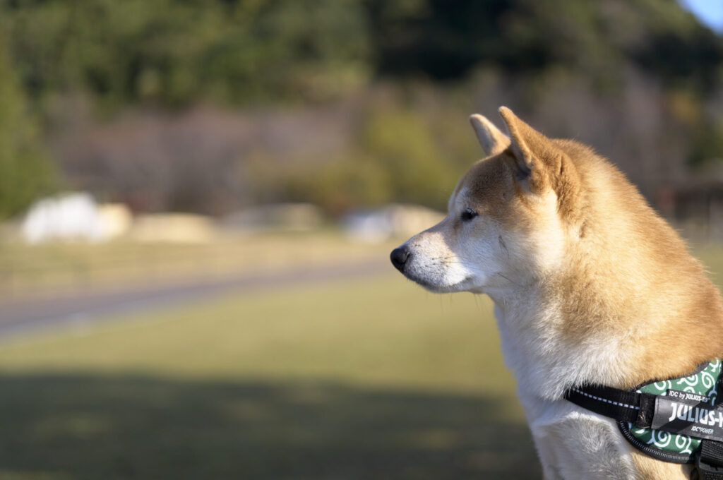 Leica APO-SUMMICRON-M 50 mm f/2 ASPH. Leica M 11 (Capture One + PureRaw3)