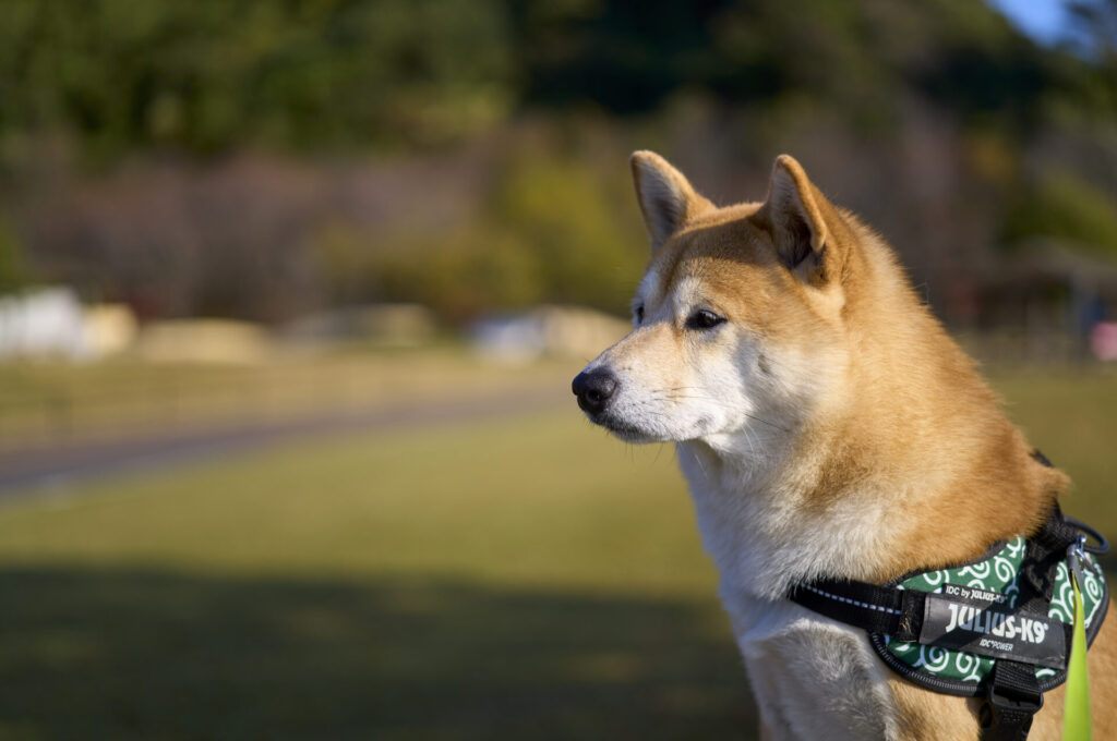 Leica APO-SUMMICRON-M 50 mm f/2 ASPH. Leica M 11 (Capture One + PureRaw3)