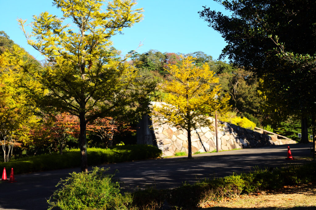 Leica APO-SUMMICRON-M 50 mm f/2 ASPH. Leica M (Typ240) JPEG撮影（ジオメトリ変更のみ）