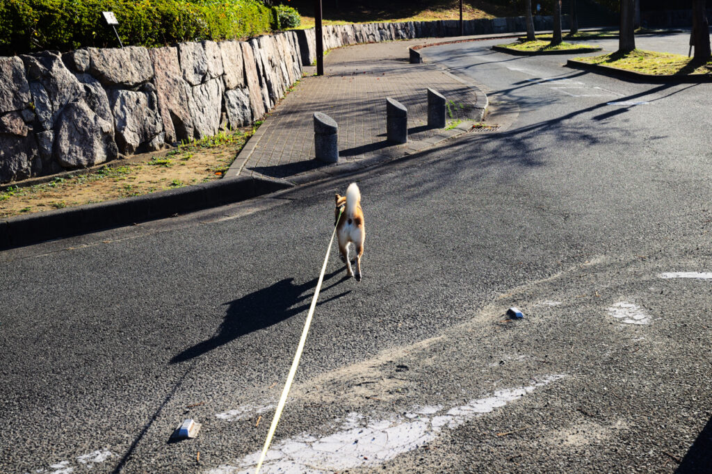 Leica APO-SUMMICRON-M 50 mm f/2 ASPH. Leica M (Typ240) JPEG撮影（ジオメトリ変更のみ）