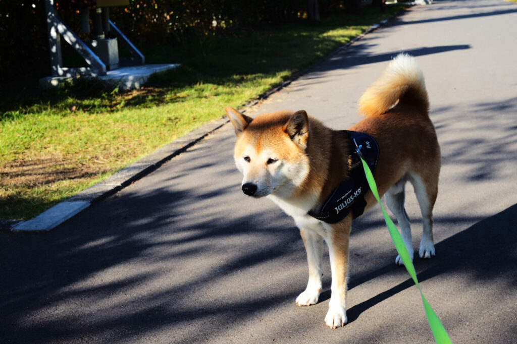 Leica APO-SUMMICRON-M 50 mm f/2 ASPH. Leica M (Typ240) JPEG撮影（ジオメトリ変更のみ）