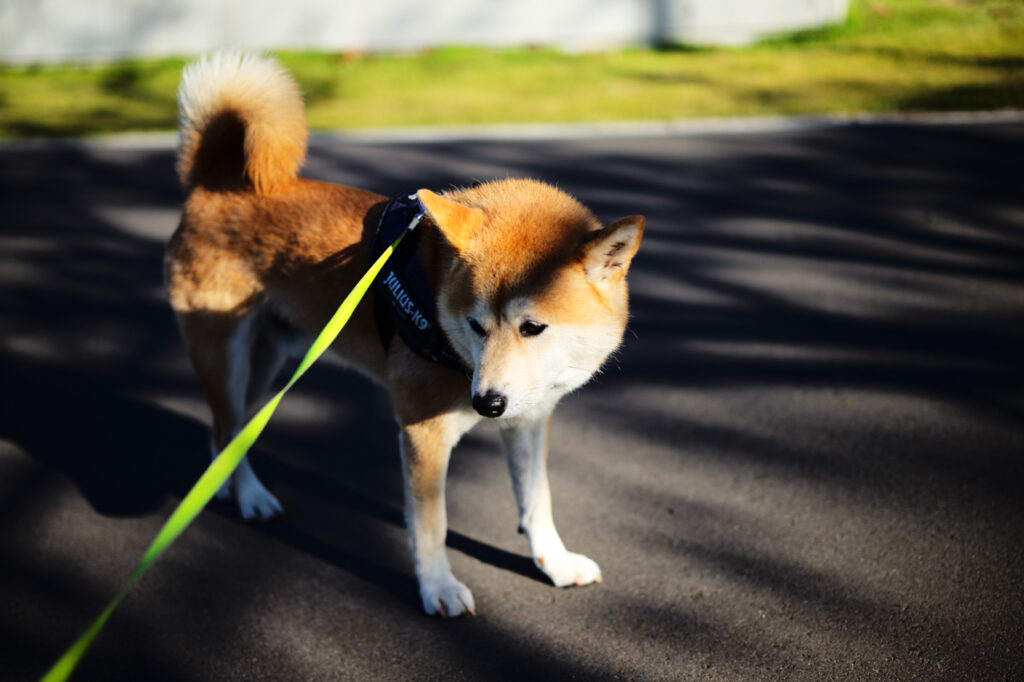 Leica APO-SUMMICRON-M 50 mm f/2 ASPH. Leica M (Typ240) JPEG撮影（ジオメトリ変更のみ）