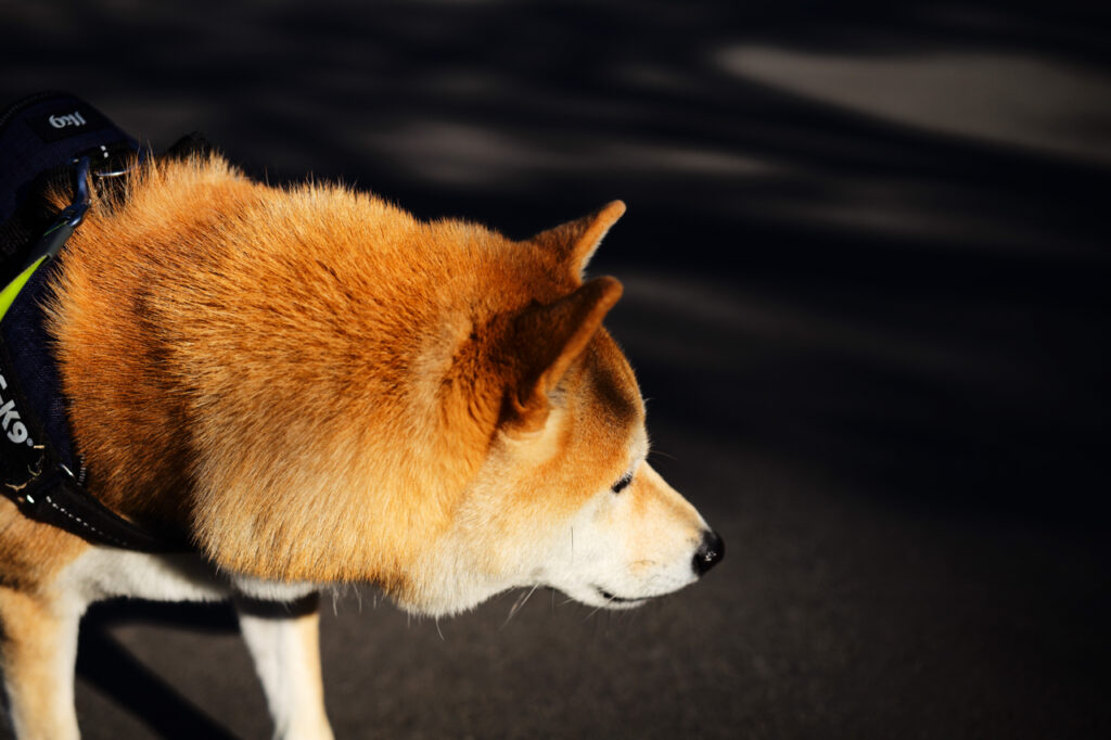 Leica APO-SUMMICRON-M 50 mm f/2 ASPH. Leica M (Typ240) JPEG撮影（ジオメトリ変更のみ）