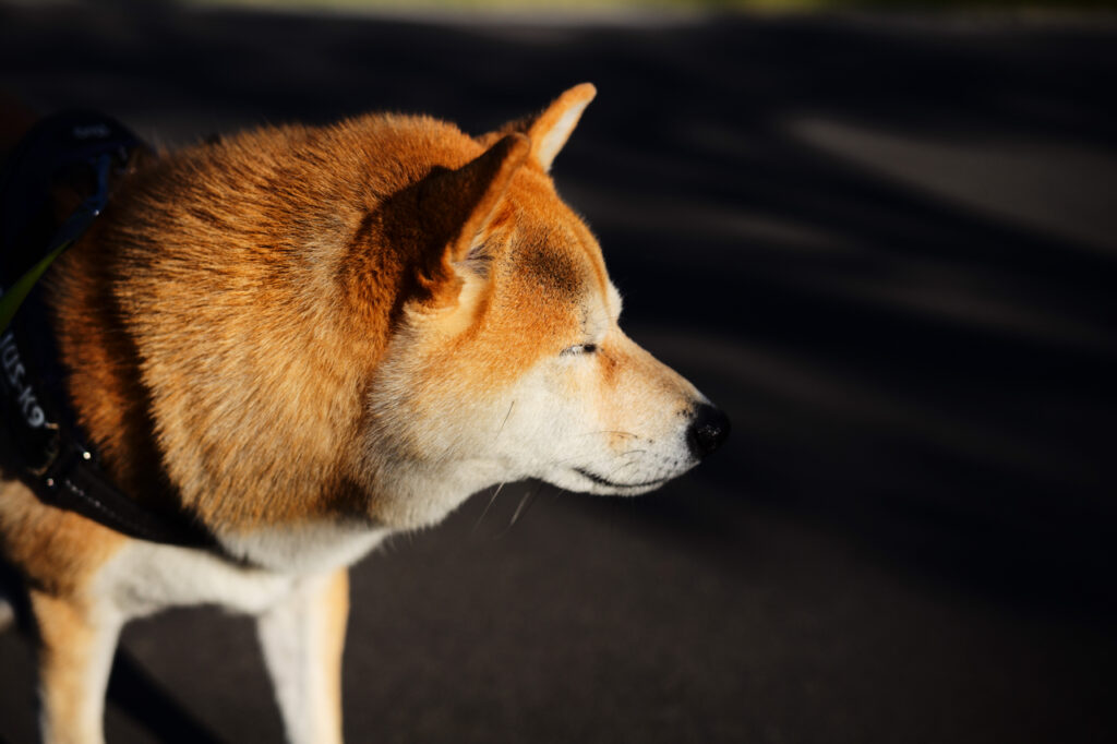 Leica APO-SUMMICRON-M 50 mm f/2 ASPH. Leica M (Typ240) JPEG撮影（ジオメトリ変更のみ）