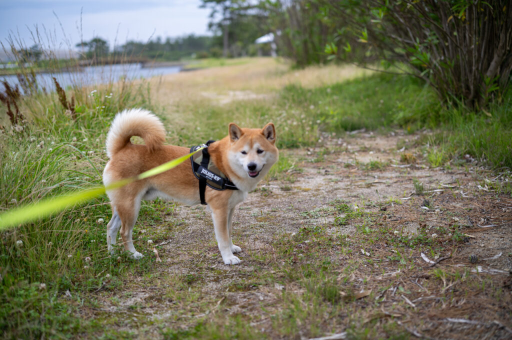 Leica APO-SUMMICRON-M 50 mm f/2 ASPH. Leica M 11