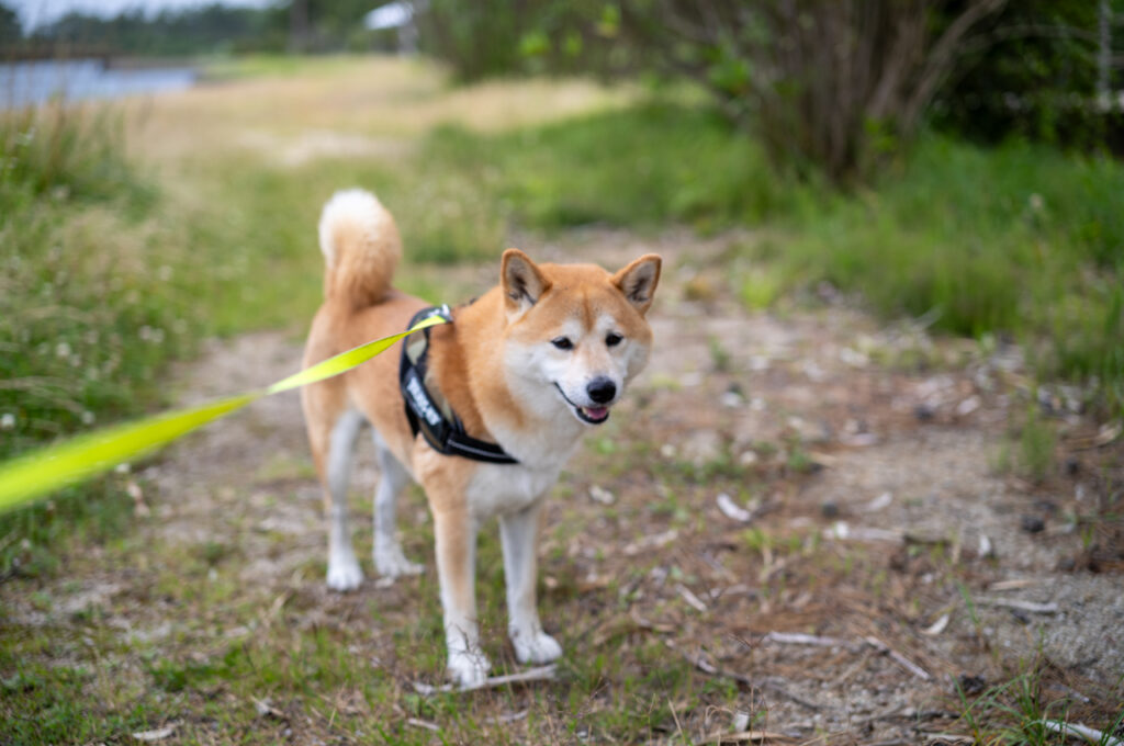 Leica APO-SUMMICRON-M 50 mm f/2 ASPH. Leica M 11