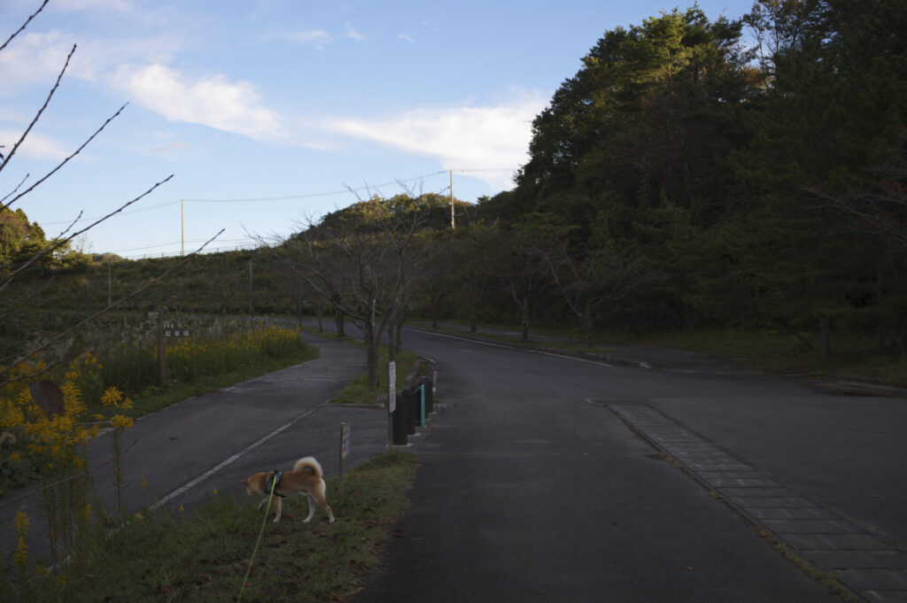 Leica Summilux-M 35/f1.4 ASPH. Leica M 11