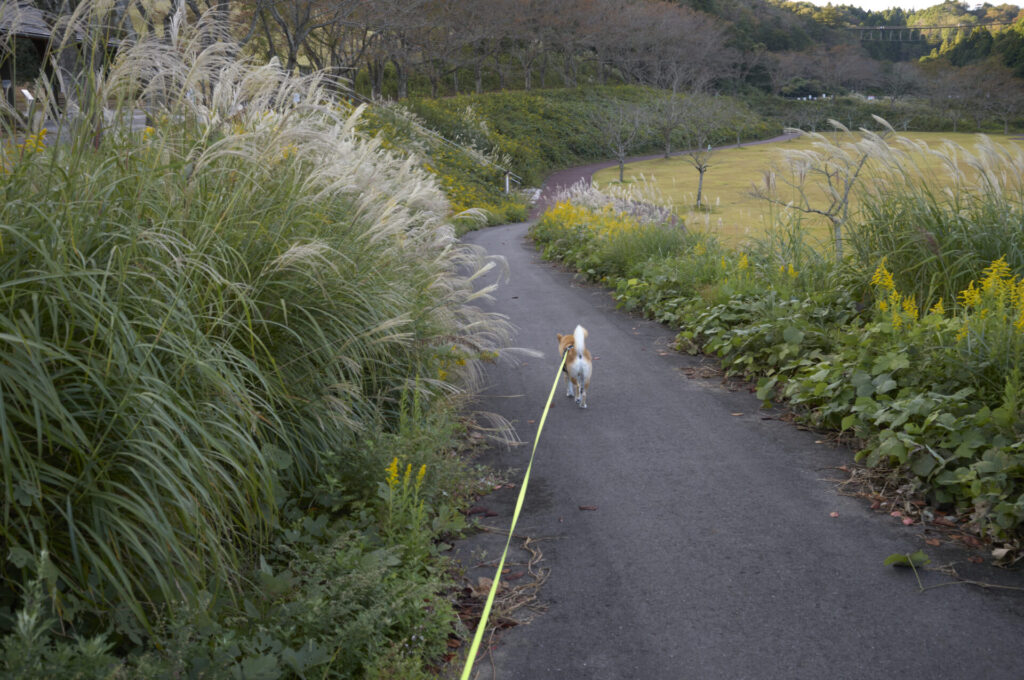 Leica Summilux-M 35/f1.4 ASPH. Leica M 11