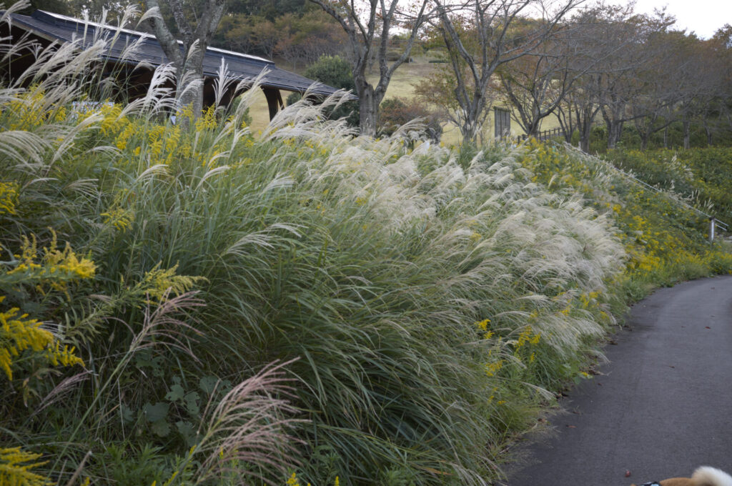 Leica Summilux-M 35/f1.4 ASPH. Leica M 11