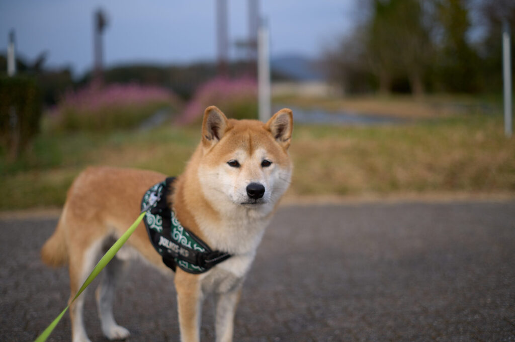 ZEISS Planar T* 2/50 ZM　Leica M11   (Capture One + Pure Raw3)