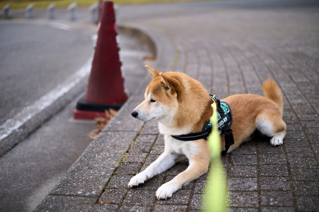 ZEISS Planar T* 2/50 ZM　Leica M11   (Capture One + Pure Raw3)