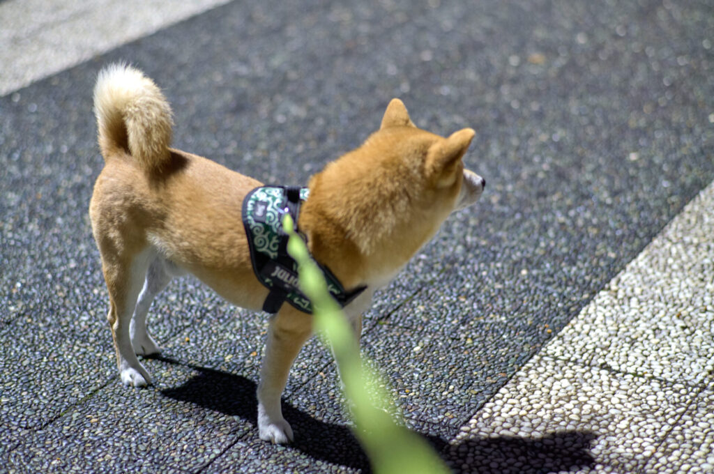 Contax Planar 85mm F1.4 AEG. Leica M11 (Capture One現像PurePaw3現像)