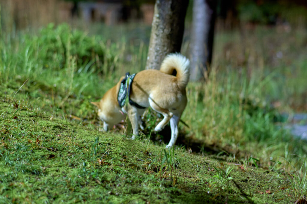 Contax Planar 85mm F1.4 AEG. Leica M11 (Capture One現像PurePaw3現像)