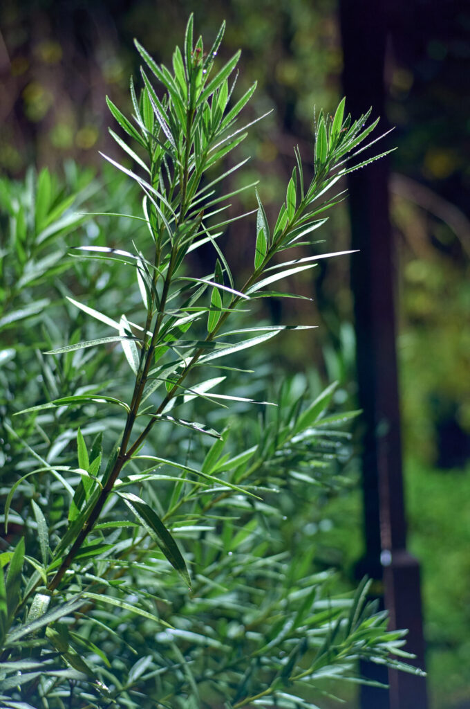 Contax Planar 85mm F1.4 AEG. Leica M11 (Capture One現像PurePaw3現像)